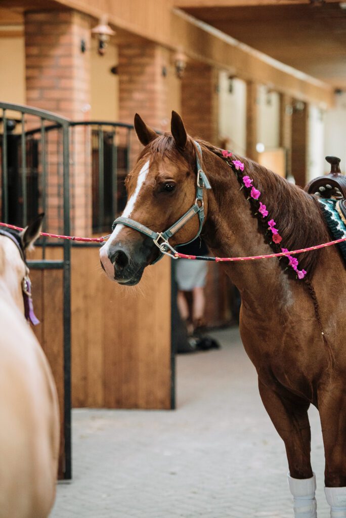 ranczosyberiapl-0394119